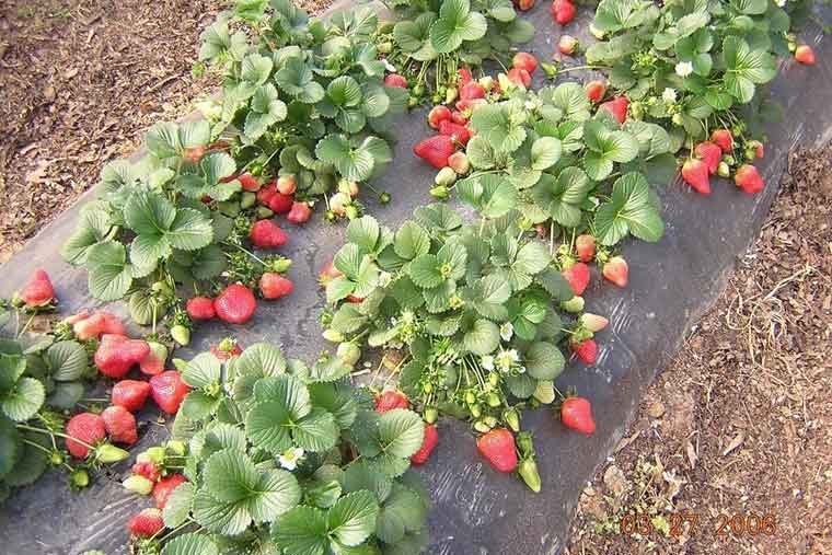 Рассада фриго земляники садовой: преимущества и технология ее выращивания